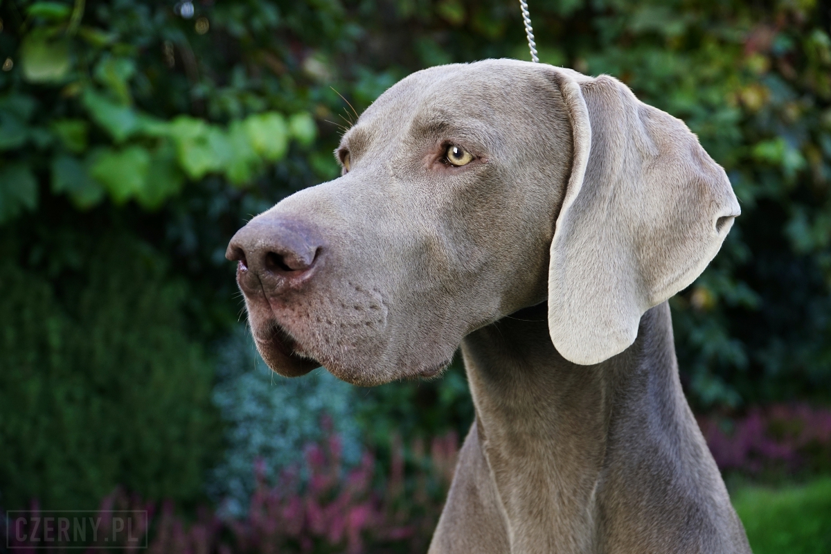 Image of Enjoy The Wind Just Weimaraner