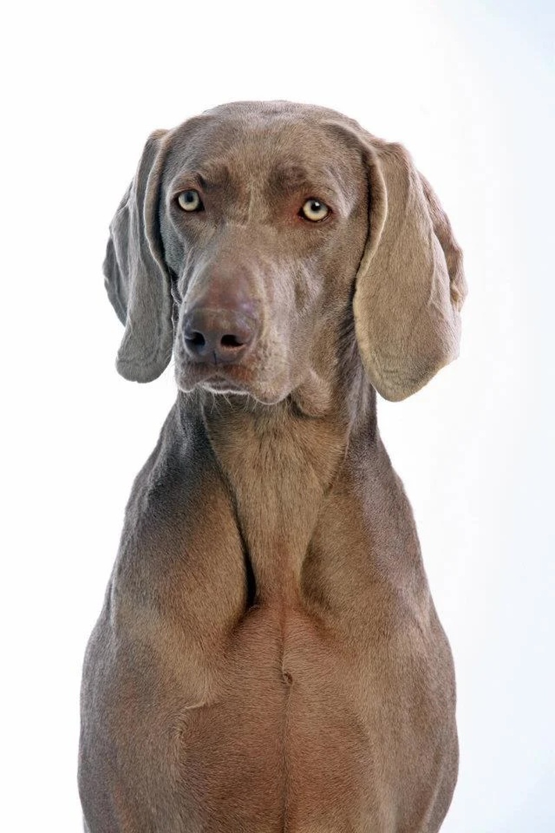 Image of Carrolla Fala Love'A