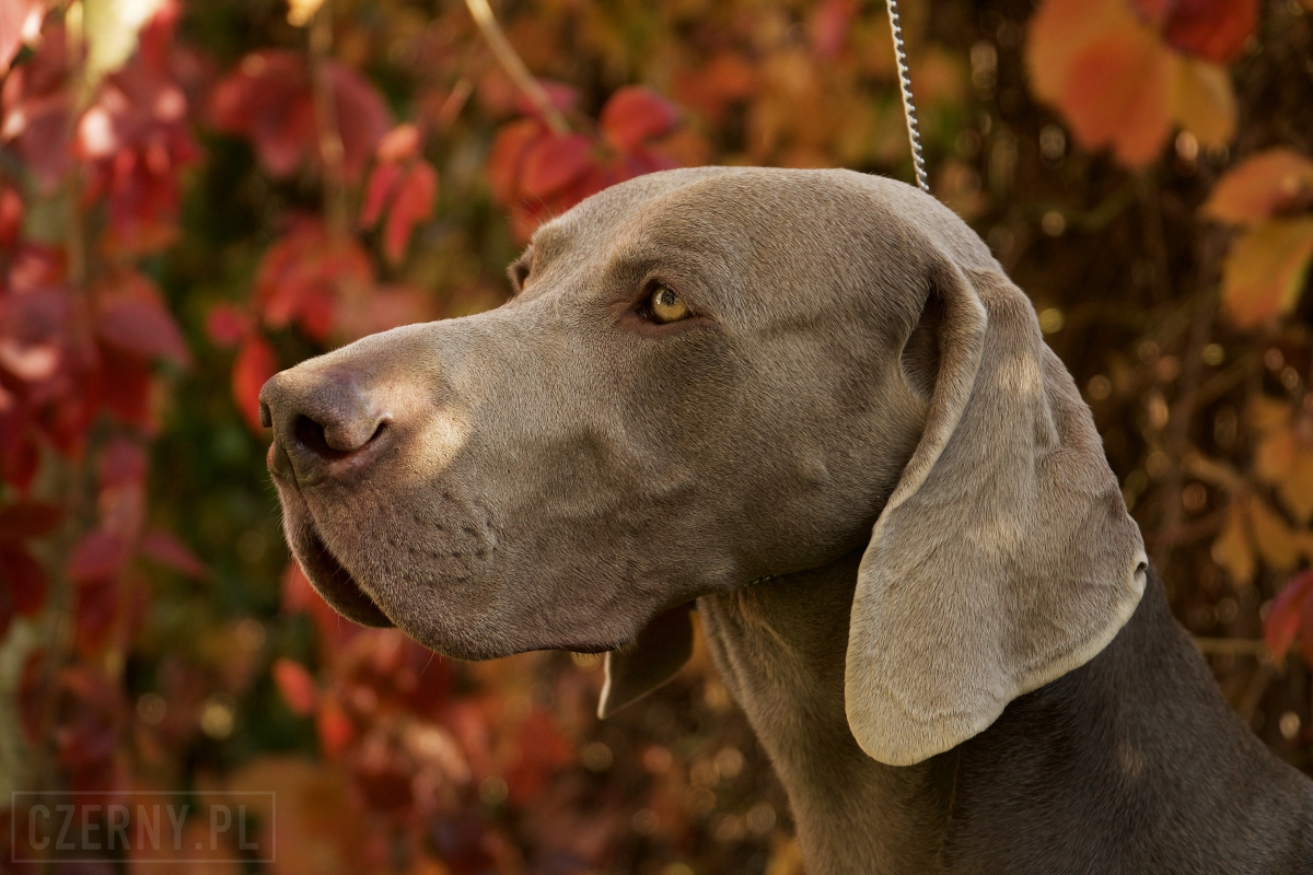 Image of Enjoy The Wind Just Weimaraner