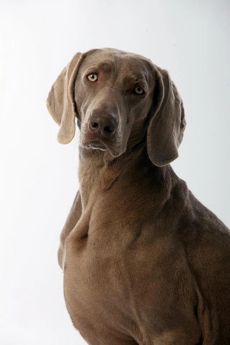 Image of Carrolla Fala Love'A