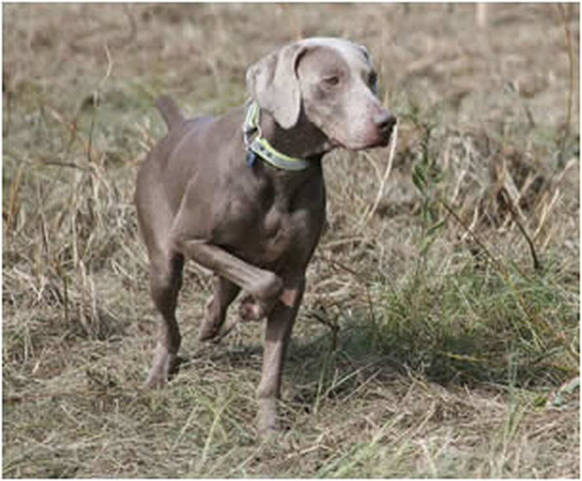 Image of Westweim's CJ Trax V Reiteralm