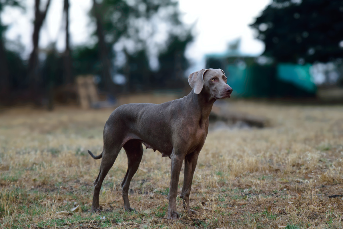 Image of Blowin' in the Wind Chara