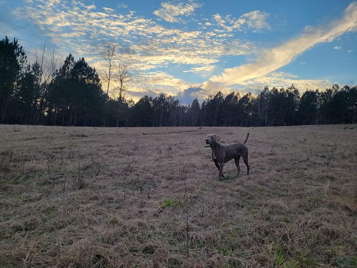 Image of Southpaw's Smith River Blues