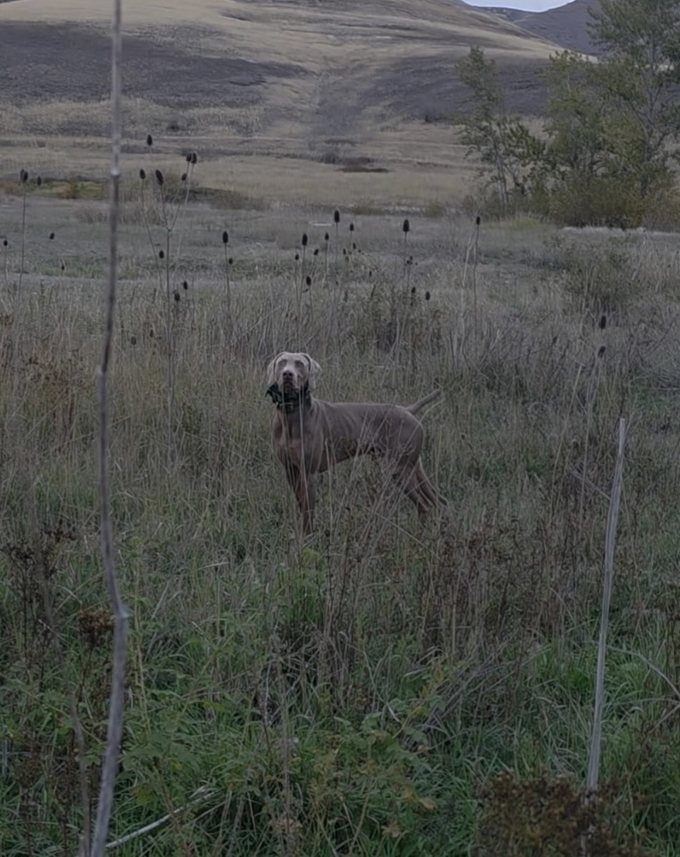 Image of Southpaw Mako