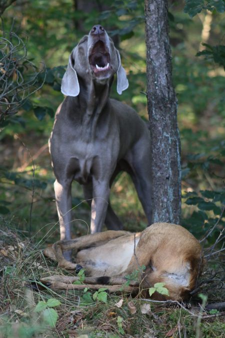 Image of Fara vom Kieferngrund