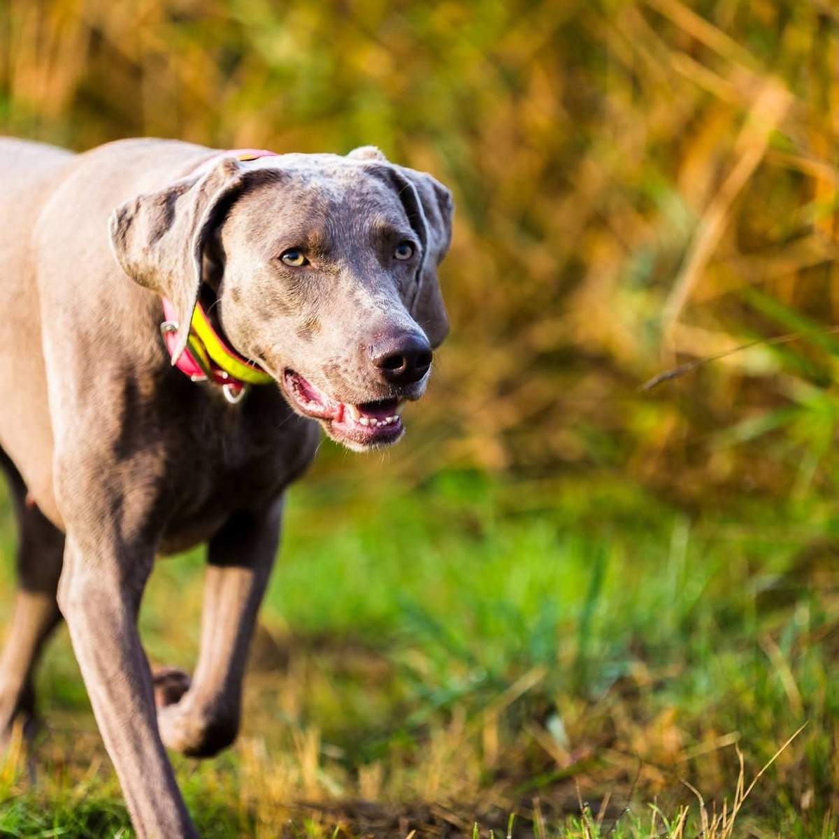 Image of Oakpoint N Tripawd's Showntell