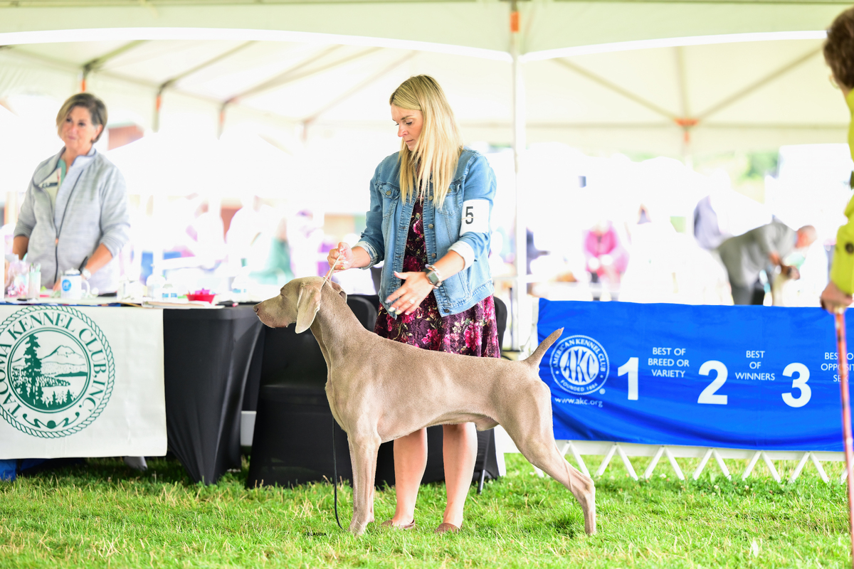 Image of Lake View & Tripawd’s The Cat Heard It Too