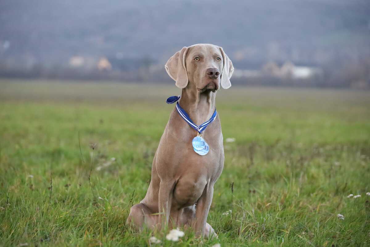 Image of BALDO MARLON LORD Tatra Rocket