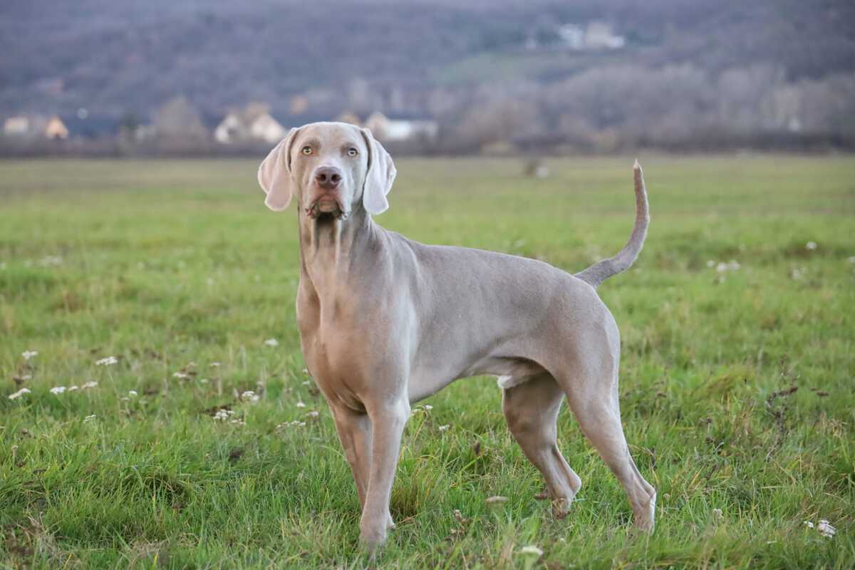 Image of BALDO MARLON LORD Tatra Rocket