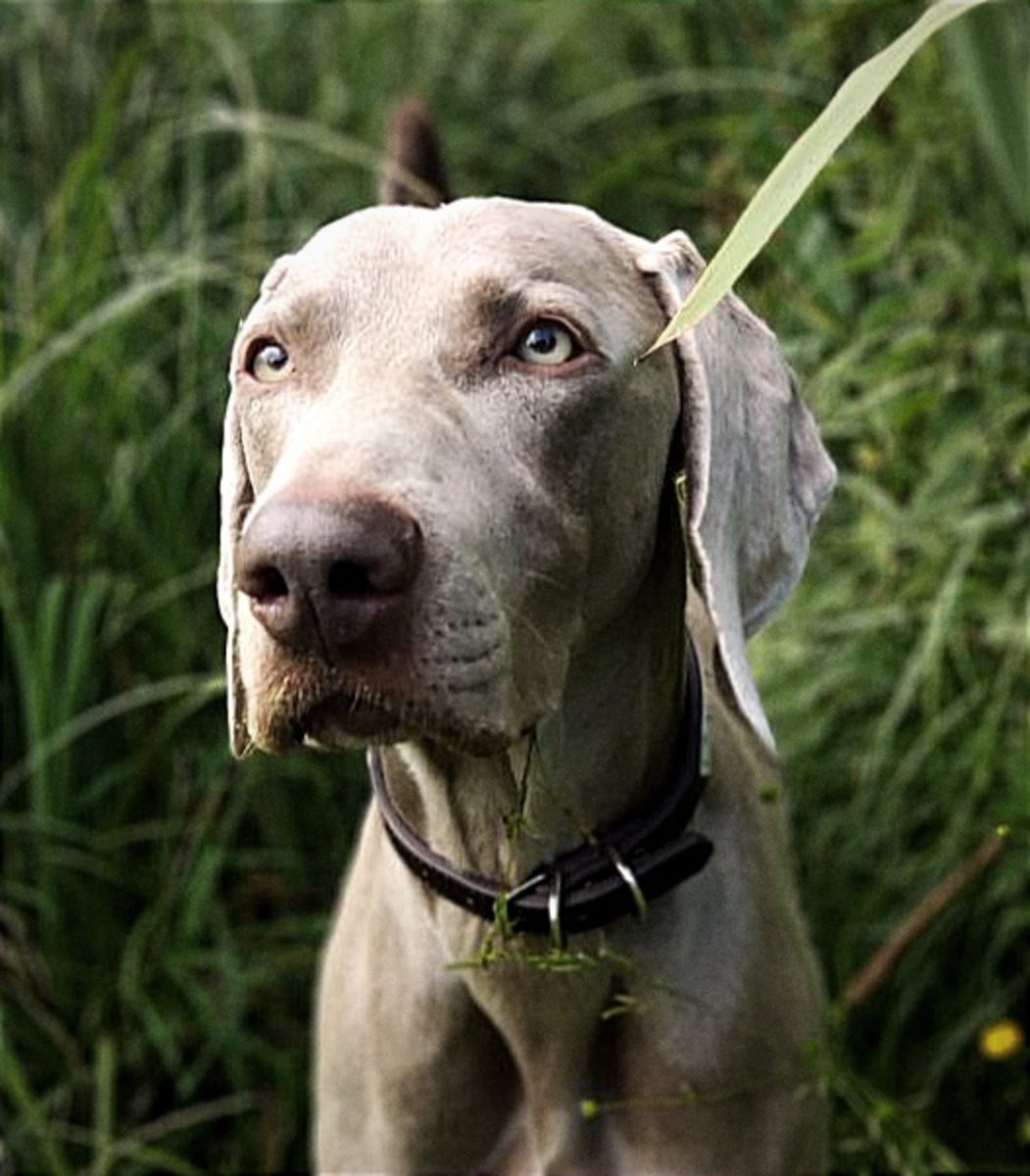 Image of Protego Of Zeus