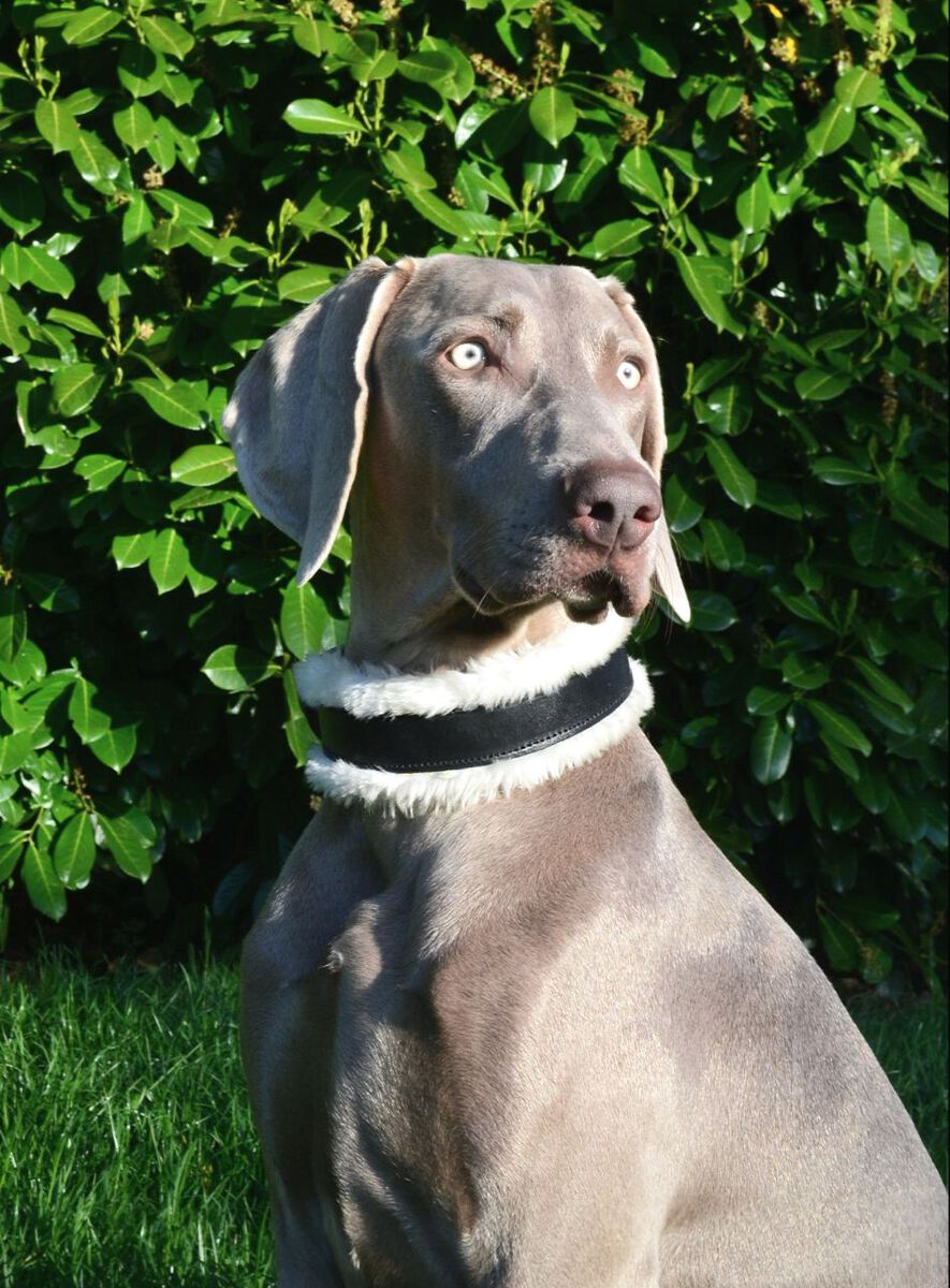 Image of Protego Of Zeus