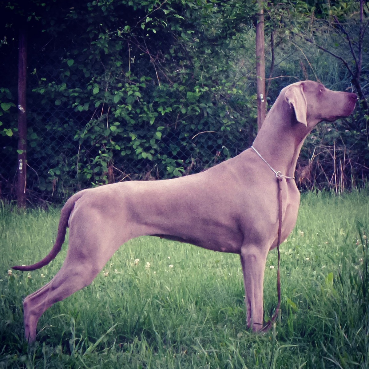 Image of Forever Greywood Atria Cordis