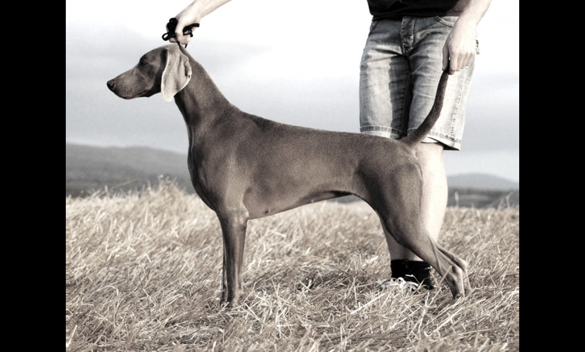 Image of Royal Weim Ruby Tuesday