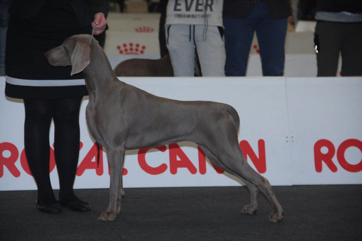 Image of Jacadi Carski Trakt