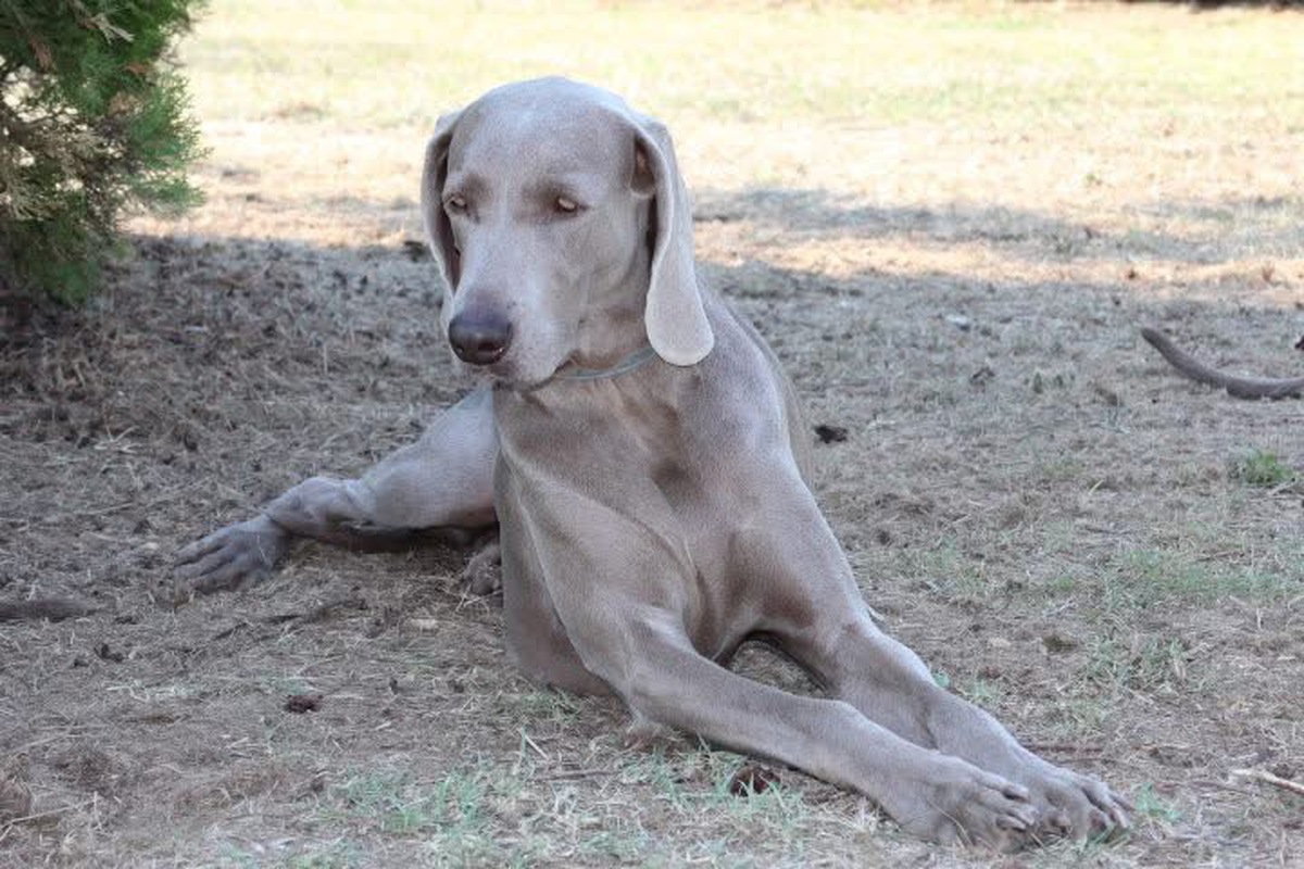 Image of Jacadi Carski Trakt