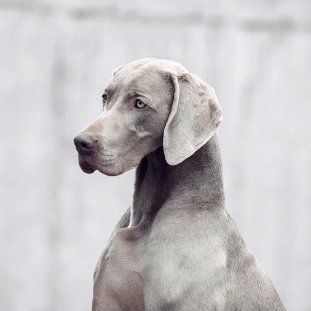 Image of Unusual Life Alive Silver