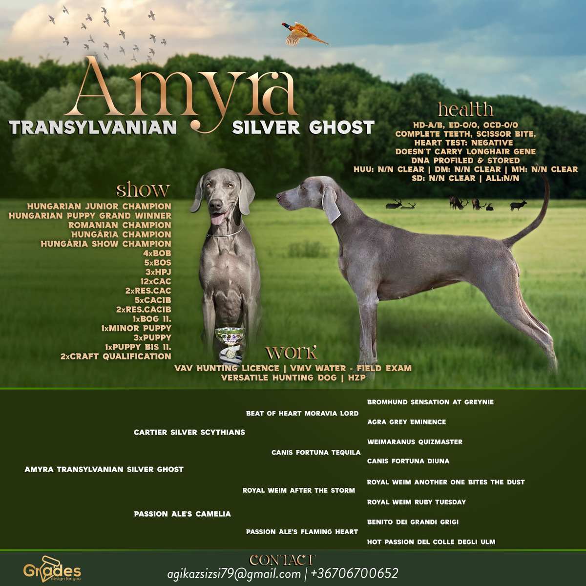 Image of Amyra Transylvanian Silver Ghost