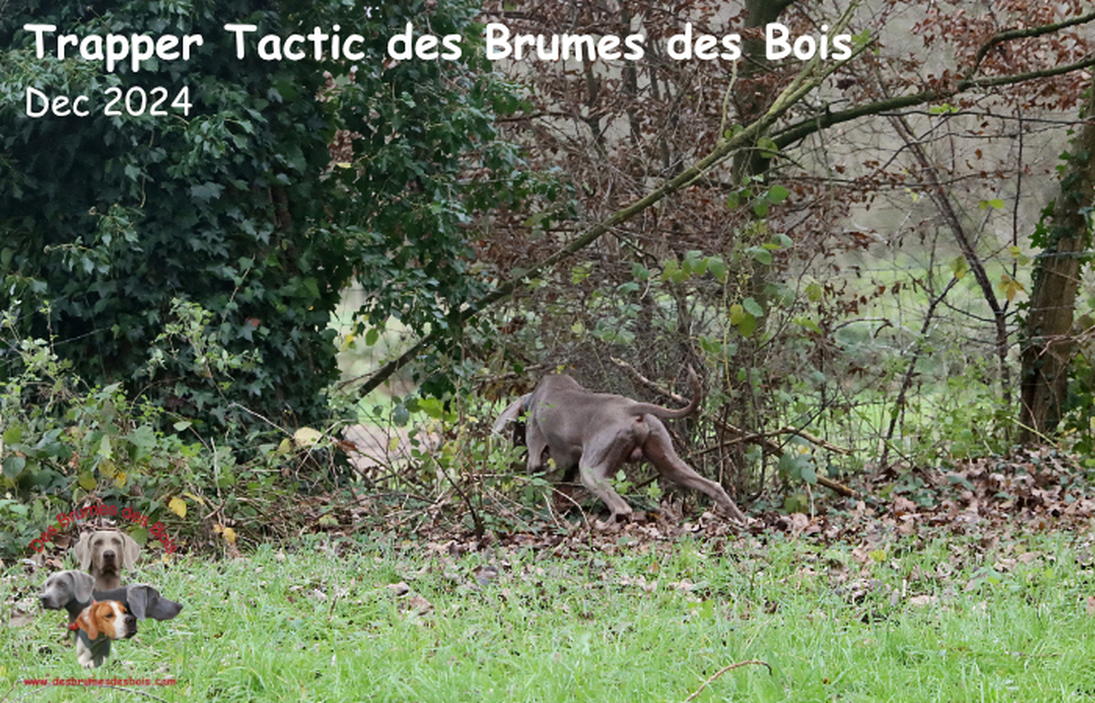 Image of Trapper Tactic des Brumes des Bois 