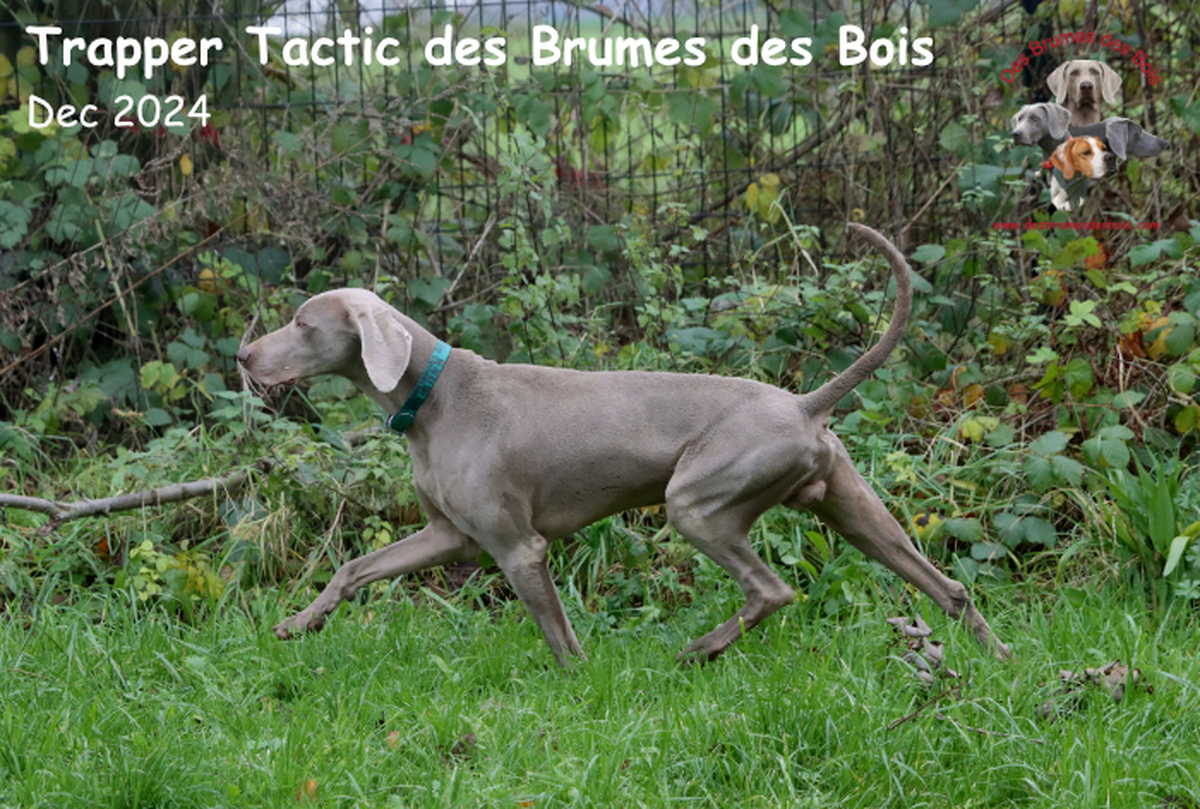 Image of Trapper Tactic des Brumes des Bois 