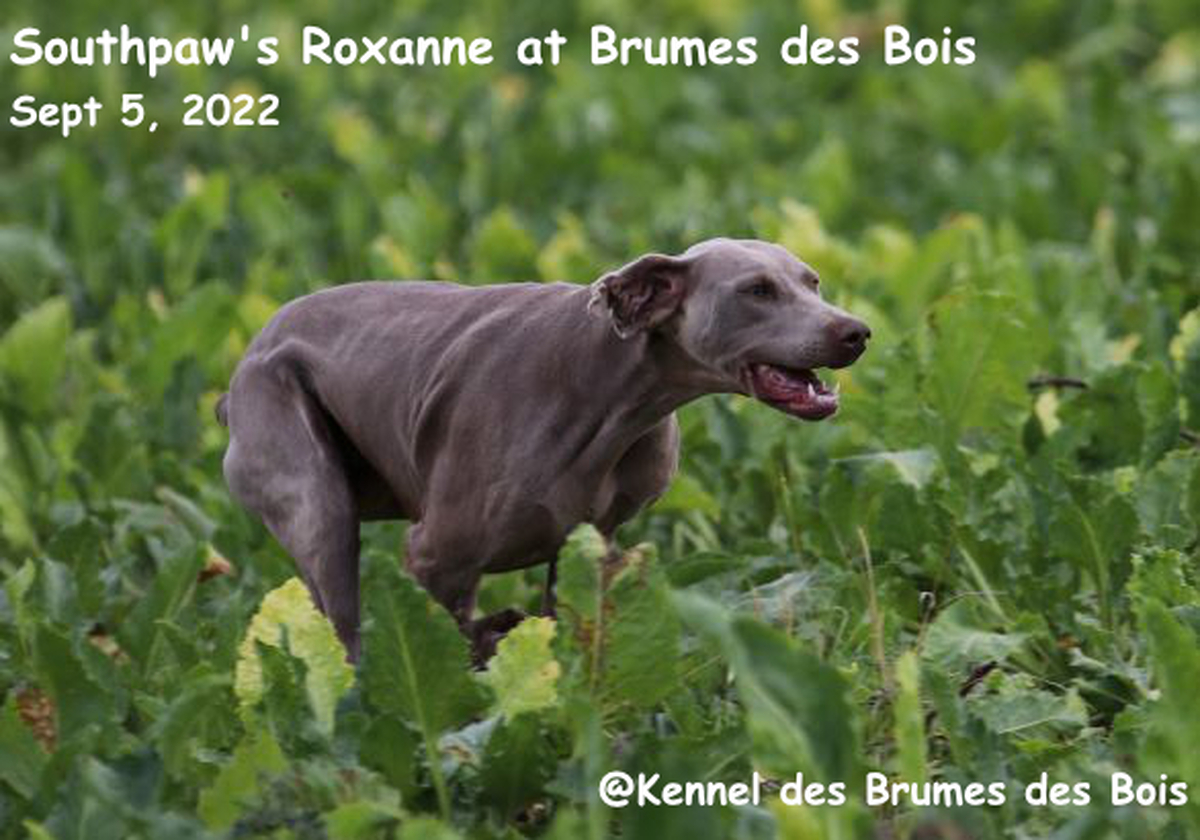 Image of Southpaw's Roxanne at Brumes des Bois