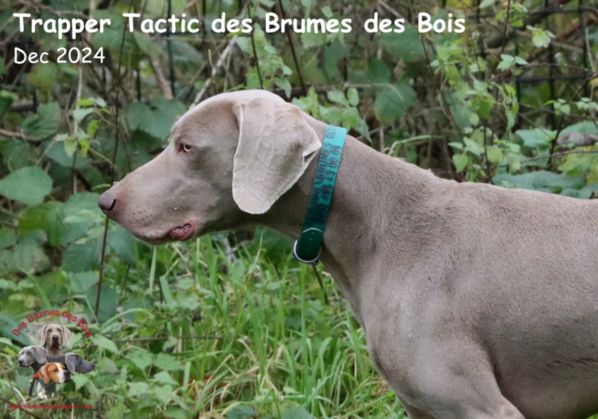 Image of Trapper Tactic des Brumes des Bois 