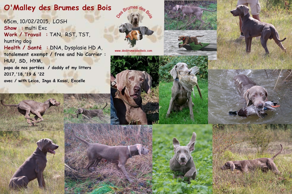 Image of O'Malley des Brumes des Bois