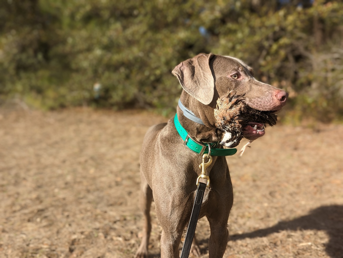 Image of Southpaw's Into The Wild