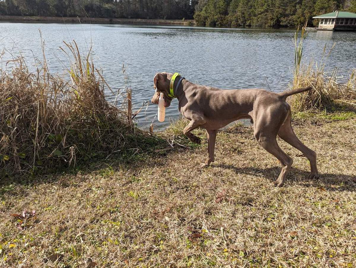 Image of Southpaw's Into The Wild