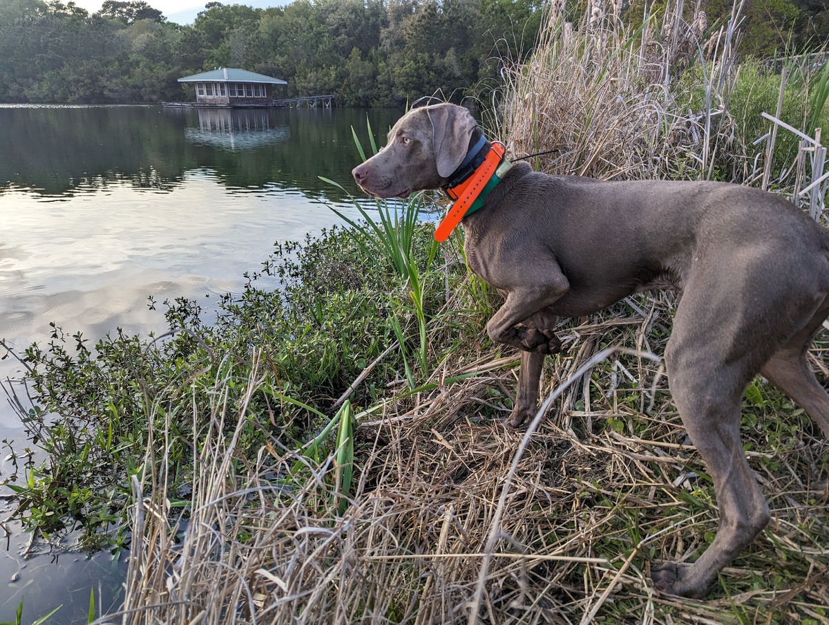 Image of Southpaw's Into The Wild