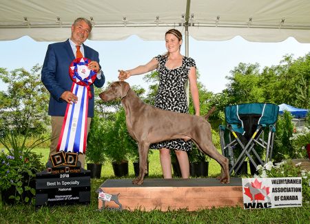 Breica weimaraners clearance