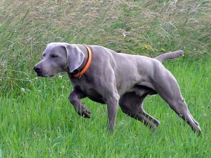 Image of Unkas vom Welfenland