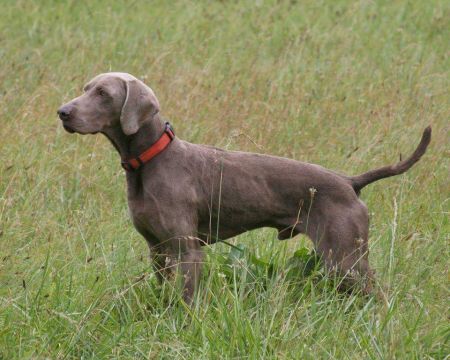 Image of Caelestris Weim Arttis