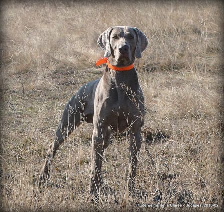 Image of Caelestris Weim Arttis