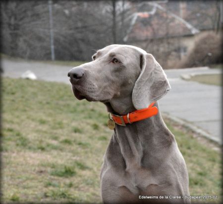 Image of Caelestris Weim Arttis