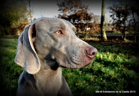 Image of Folie Douce Edelweims de la Ronastan