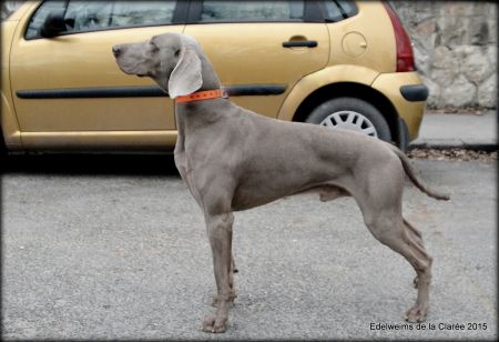 Image of Caelestris Weim Arttis