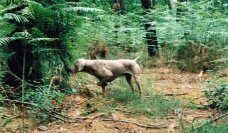 Image of Joran des Cendres du Gerfaut