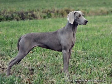 Image of Juicy La Viva Edelweims de la Claree