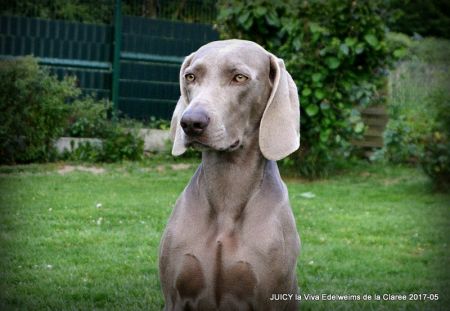 Image of Juicy La Viva Edelweims de la Claree