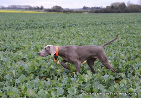 Image of Juicy La Viva Edelweims de la Claree