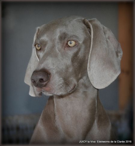 Image of Juicy La Viva Edelweims de la Claree