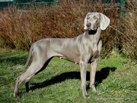 Image of Juicy La Viva Edelweims de la Claree