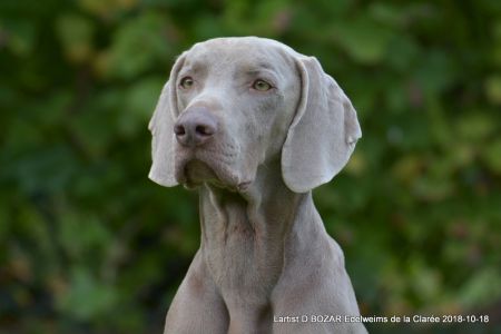 Image of Lartist D Bozar Edelweims de la Claree