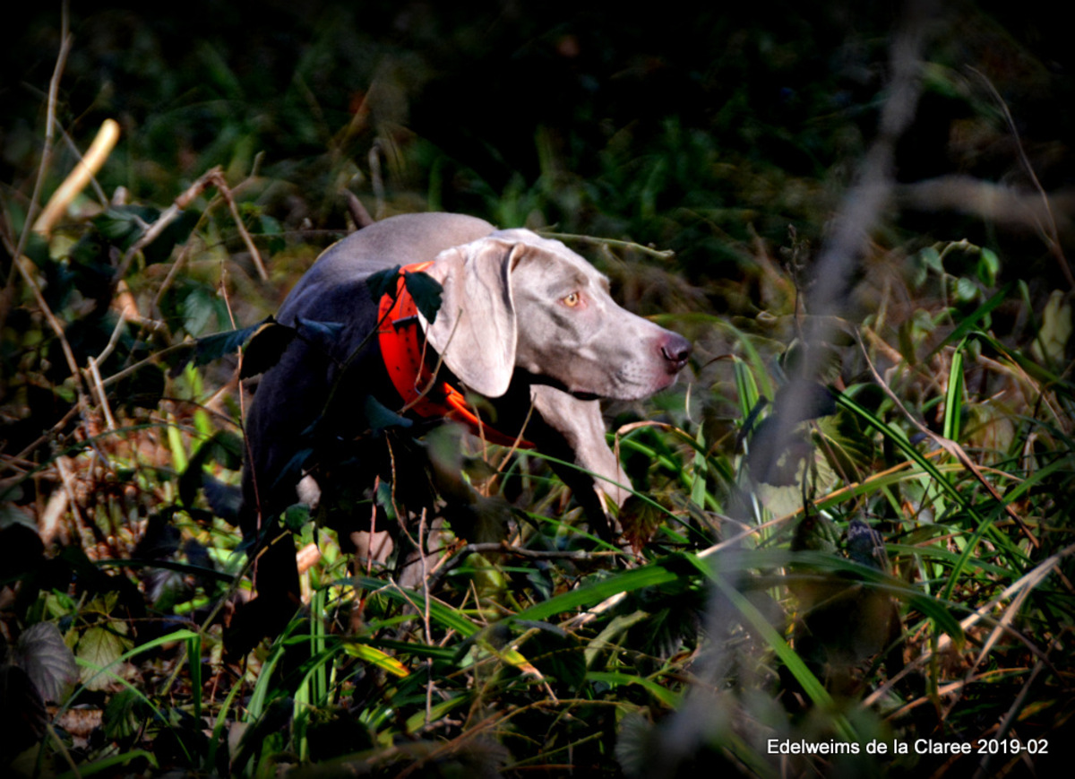 Image of Juicy La Viva Edelweims de la Claree