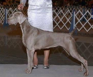 Image of Silberkinder Yetanother Distraxion