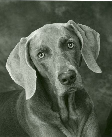 Image of Smokycity Silver Charmer