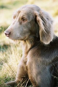 Image of Denebola Emerald