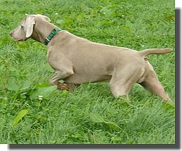 Image of Rivenwil Alabama Slammer