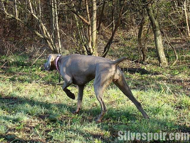 Image of Faithful Farrah Sirius Nova