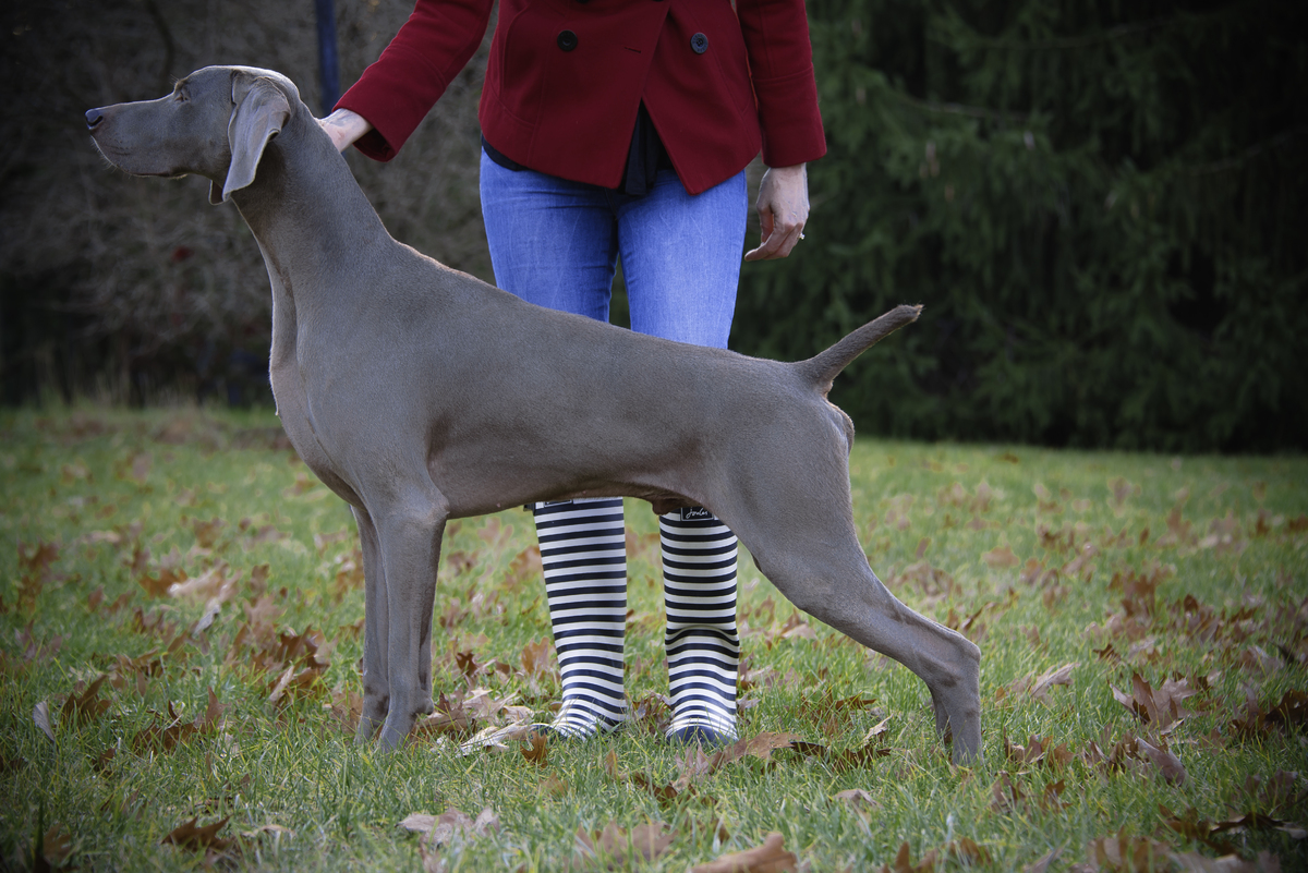 Breica weimaraners hot sale